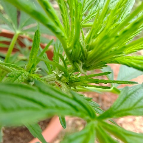 Fat Banana Automatic growlog timeline photo
