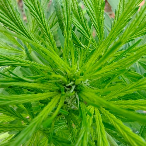 Fat Banana Automatic growlog timeline photo