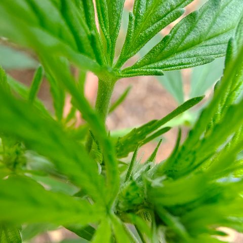 Fat Banana Automatic growlog timeline photo