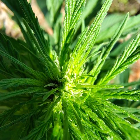 Fat Banana Automatic growlog timeline photo