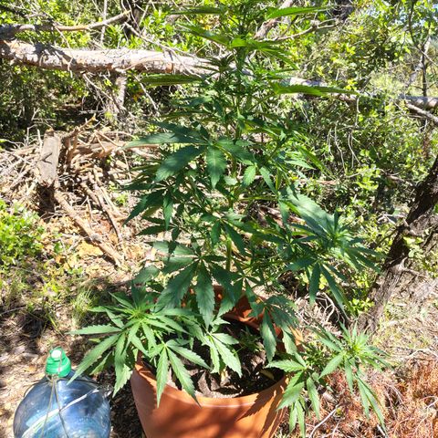 Fat Banana Automatic growlog timeline photo