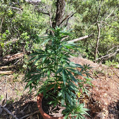 Fat Banana Automatic growlog timeline photo