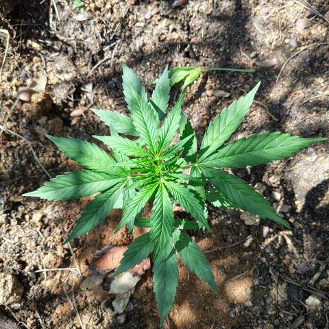 H1 growlog timeline photo
