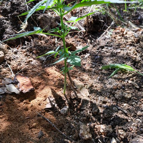 H1 growlog timeline photo
