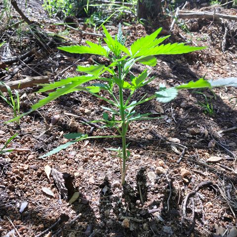 P1 growlog timeline photo