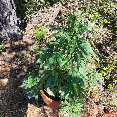 Fat Banana Automatic growlog timeline photo