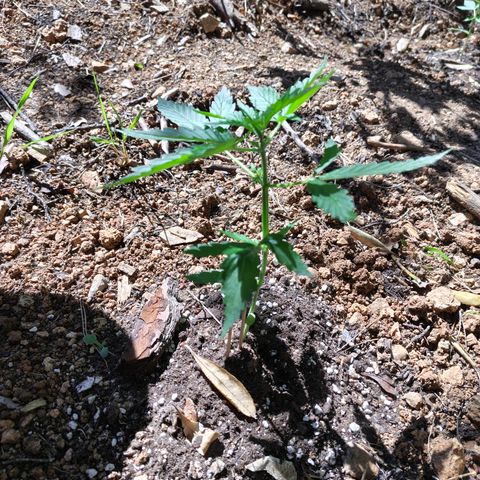 AK2 growlog timeline photo