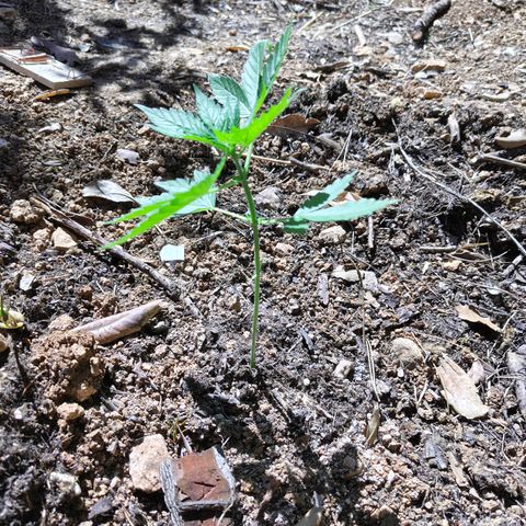 AK1 growlog timeline photo
