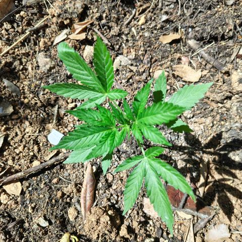 AK1 growlog timeline photo