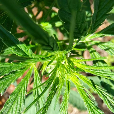 Fat Banana Automatic growlog timeline photo
