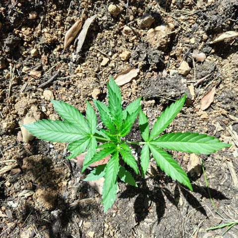 H2 growlog timeline photo