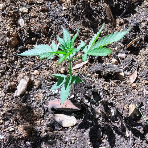 H2 growlog timeline photo