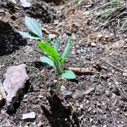 FAT3 growlog timeline photo