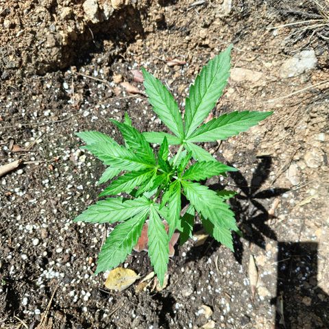 P2 growlog timeline photo