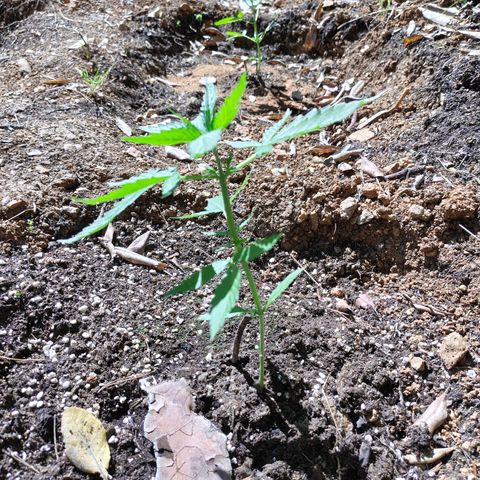 P2 growlog timeline photo
