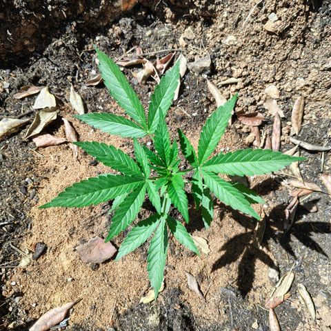 AK3 growlog timeline photo