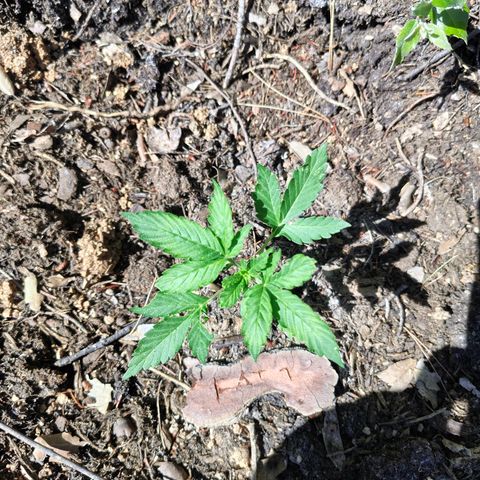 FAT1 growlog timeline photo