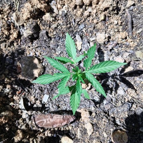 H3 growlog timeline photo