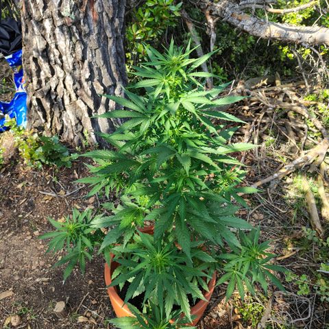 Fat Banana Automatic growlog timeline photo