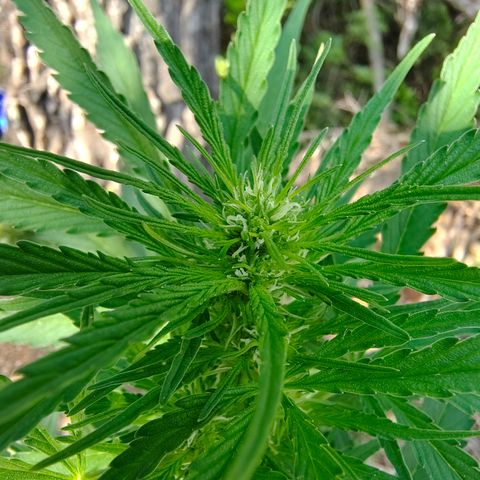 Fat Banana Automatic growlog timeline photo