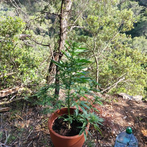 Fat Banana Automatic growlog timeline photo