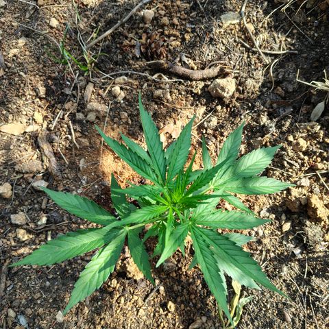 H1 growlog timeline photo