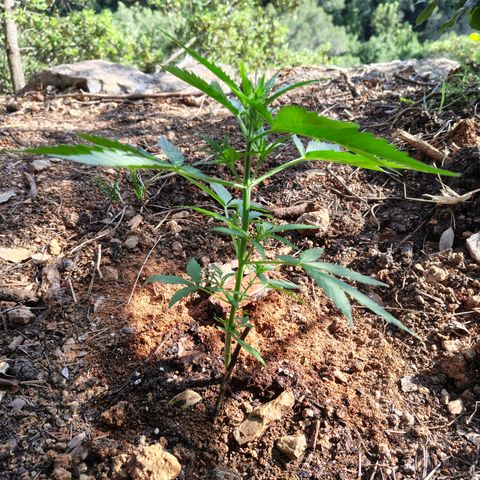 H1 growlog timeline photo