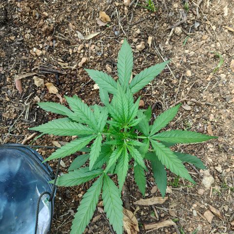 P1 growlog timeline photo