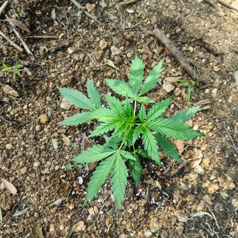 AK2 growlog timeline photo