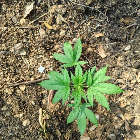 AK1 growlog timeline photo