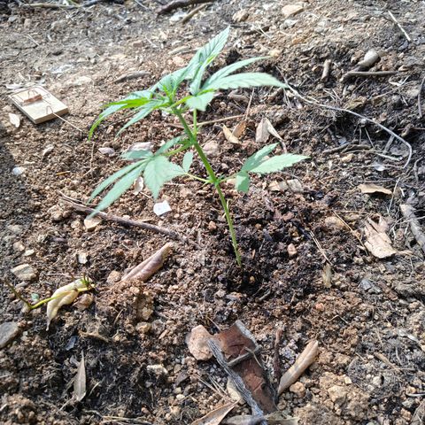 AK1 growlog timeline photo