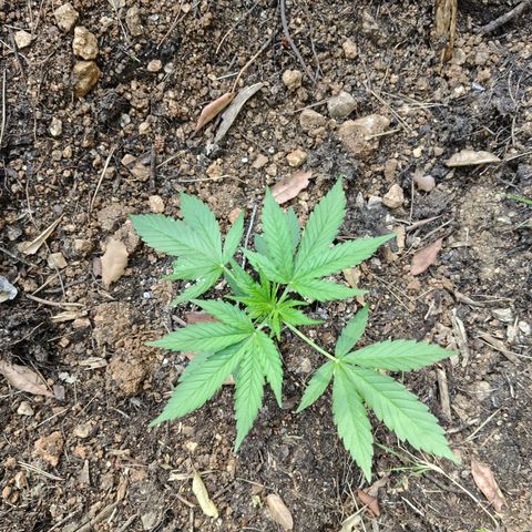 H2 growlog timeline photo