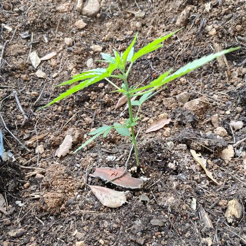 H2 growlog timeline photo
