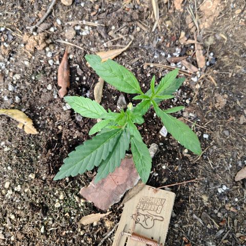 FAT3 growlog timeline photo