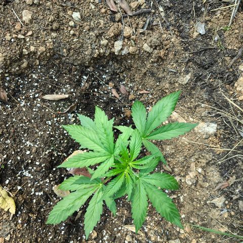 P2 growlog timeline photo