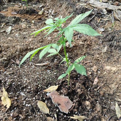P2 growlog timeline photo