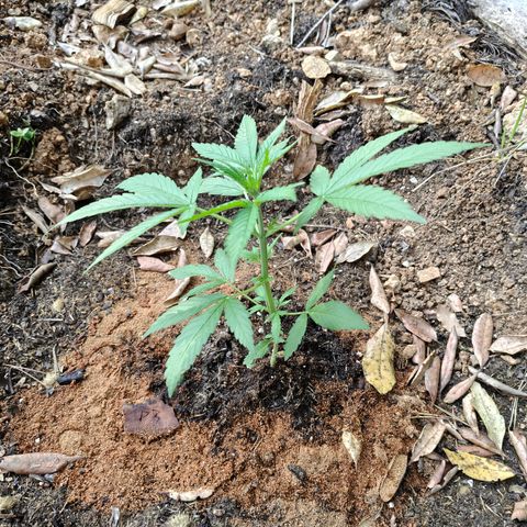 P3 growlog timeline photo