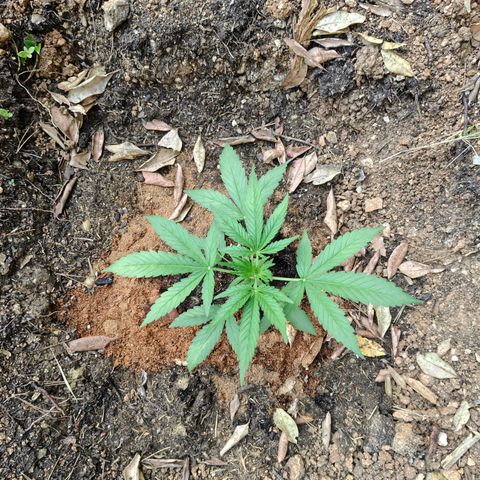 P3 growlog timeline photo