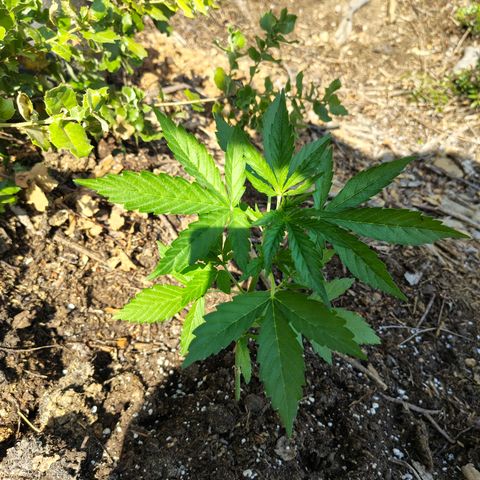 AK3 growlog timeline photo
