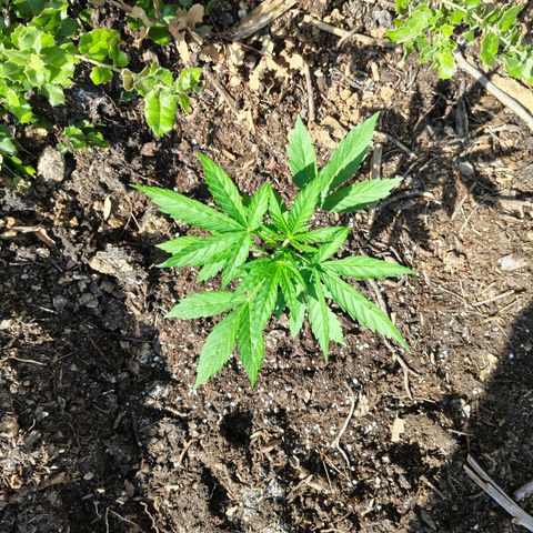 AK3 growlog timeline photo