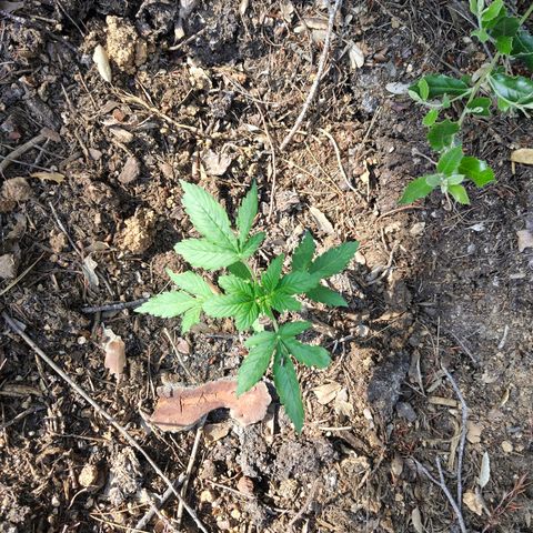FAT1 growlog timeline photo