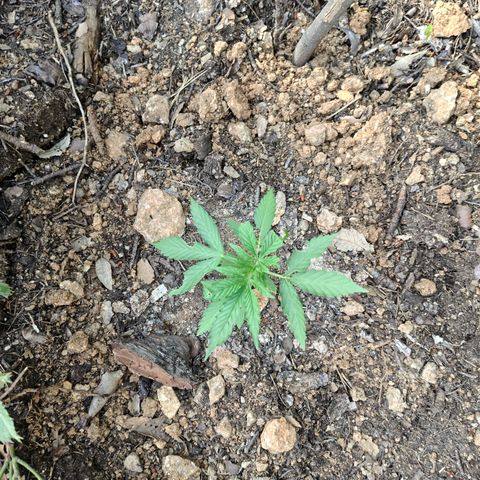 H3 growlog timeline photo
