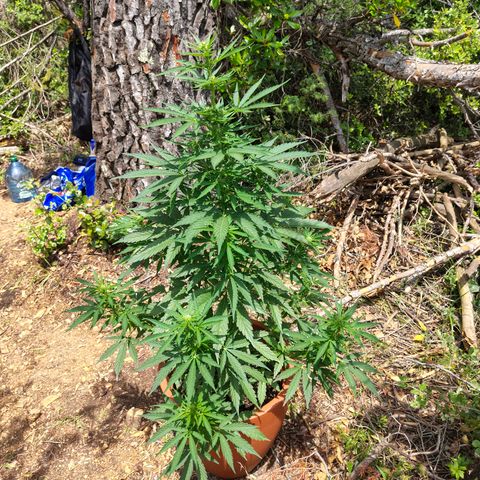 Fat Banana Automatic growlog timeline photo