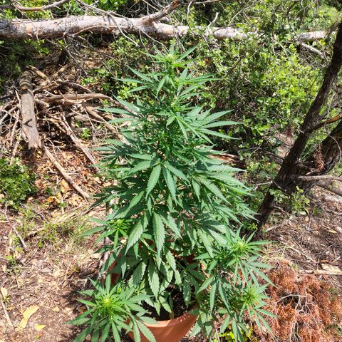 Fat Banana Automatic growlog timeline photo