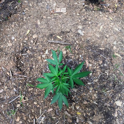 AK2 growlog timeline photo