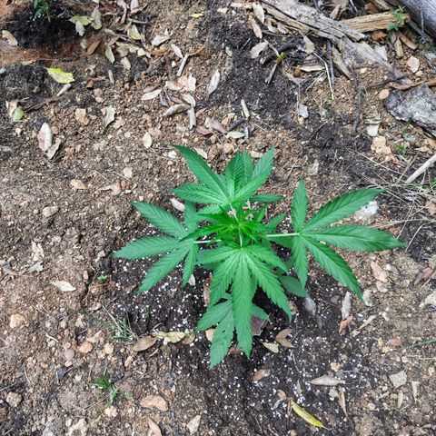 P2 growlog timeline photo