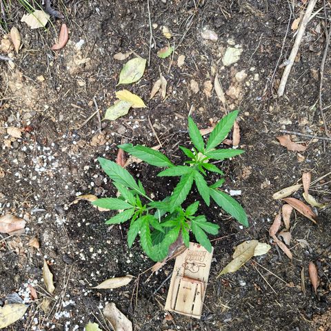 FAT3 growlog timeline photo