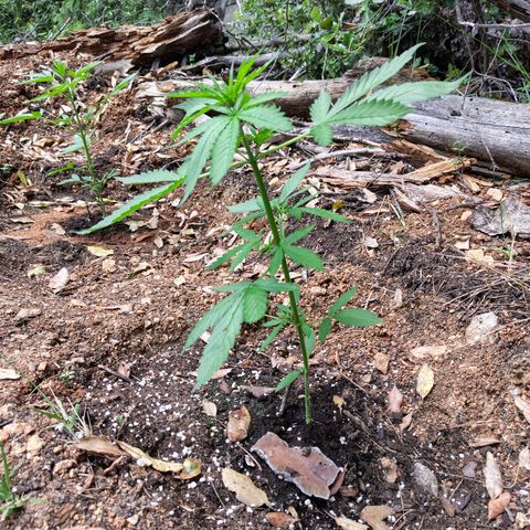 P2 growlog timeline photo