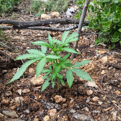 H3 growlog timeline photo