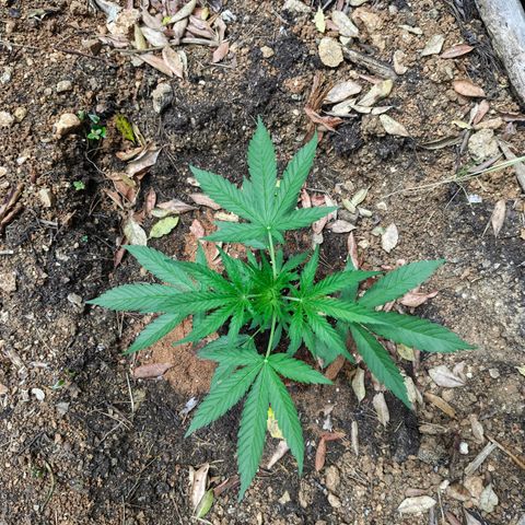 P3 growlog timeline photo